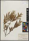 Foto von Salix alba L.